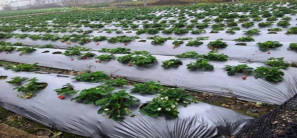 agriculture mulching films